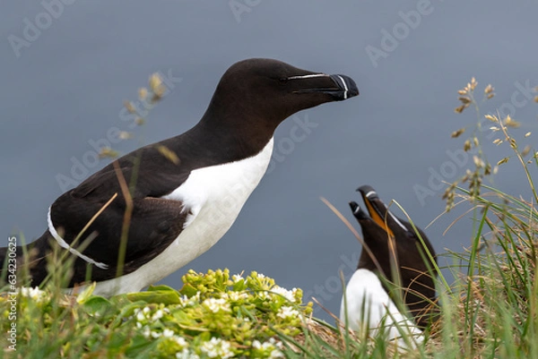 Fototapeta Two razorbills standing on the cliff
