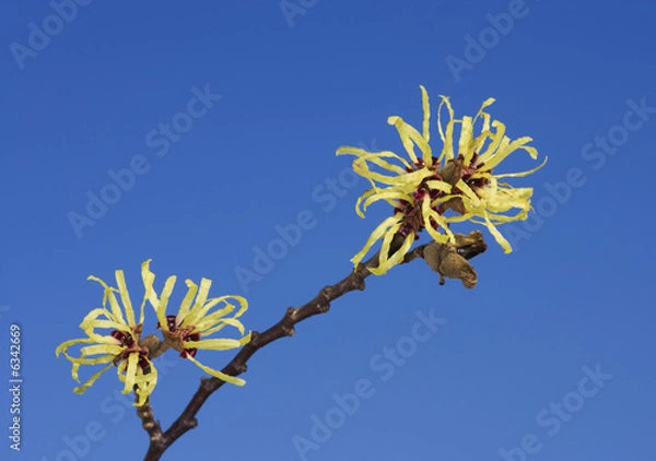 Obraz Witch hazel