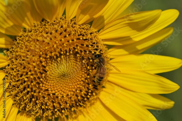 Obraz ひまわりとミツバチ