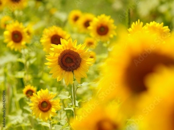 Obraz ひまわり畑