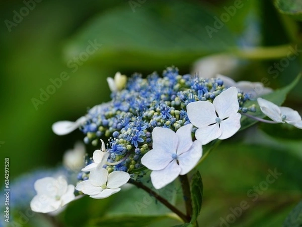 Obraz アジサイのアップ