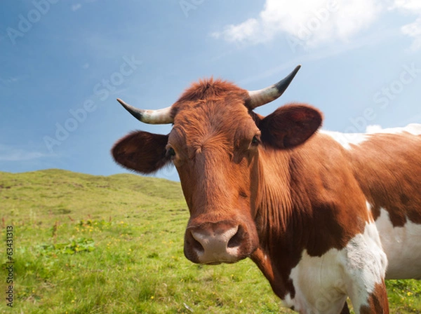 Obraz the cow