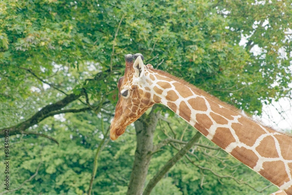 Obraz Lone reticulated giraffe standing against trees