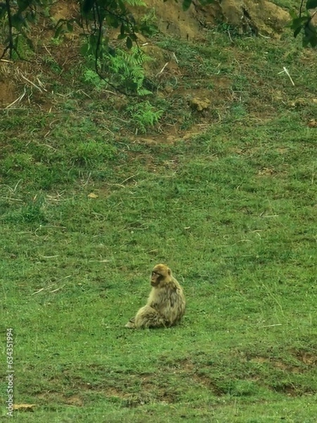 Obraz Mono de gibraltar