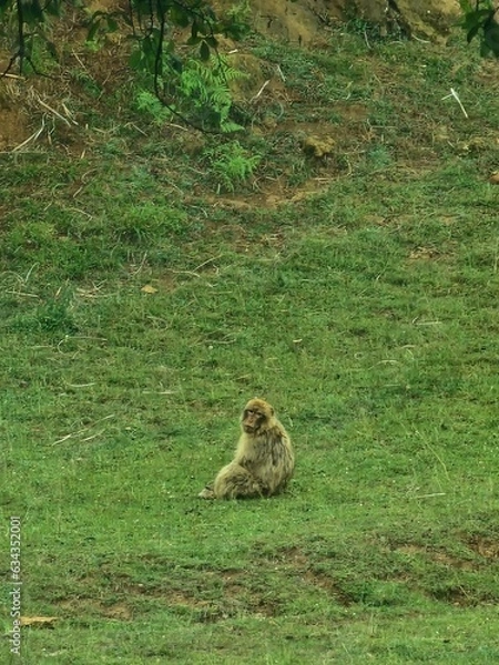 Obraz Mono de gibraltar