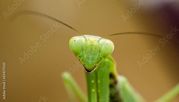 Fototapeta Praying mantis posing for a photo