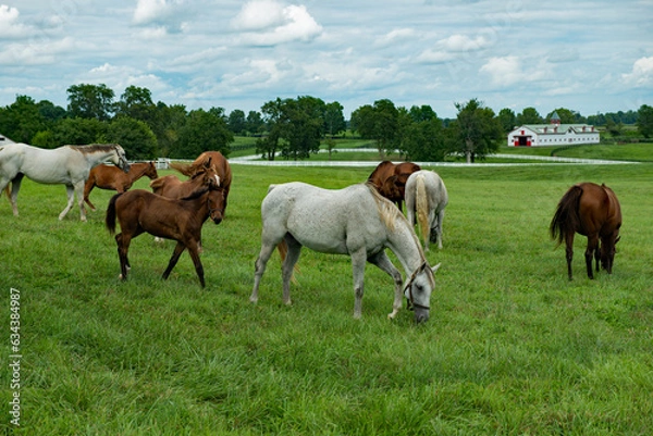 Obraz horses in the field
