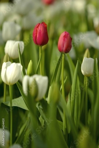Obraz Tulips