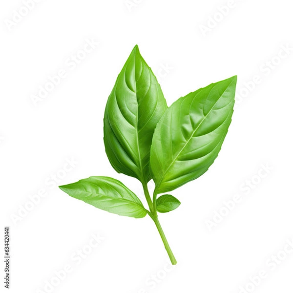 Fototapeta Single basil leaf on transparent background