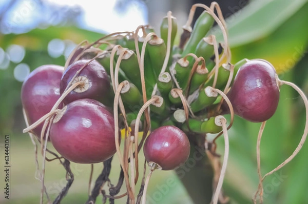 Fototapeta cherries on the tree
