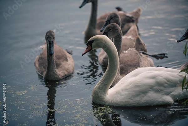 Obraz swans on the lake