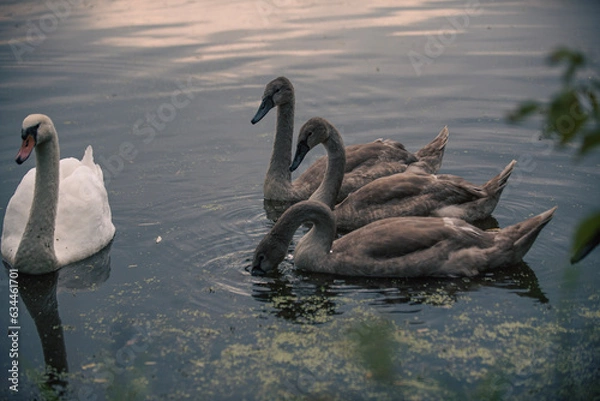 Obraz swans on the river