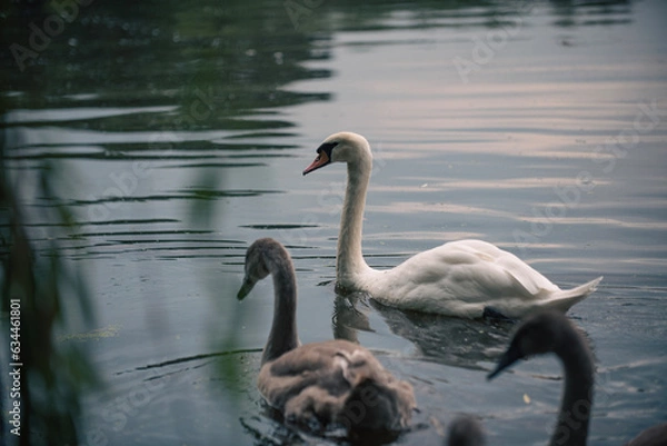 Obraz swans on the lake
