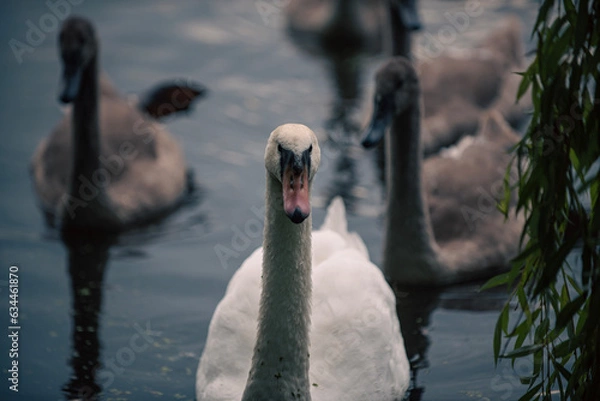Obraz swans on the lake