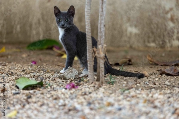 Fototapeta SMALL KITTEN IN THE YARD