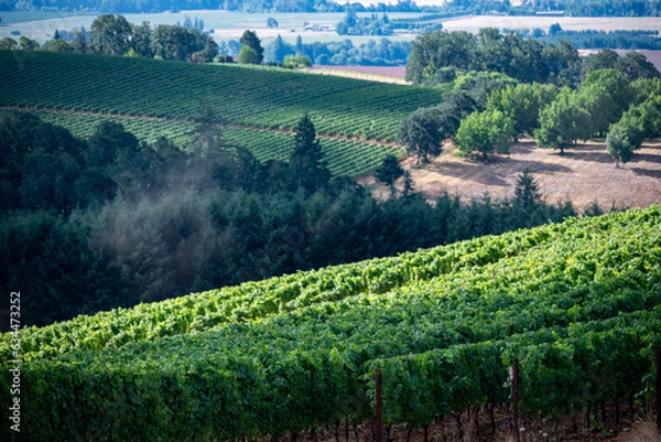 Fototapeta Sunlight highlights rows of vines in an Oregon vineyard, lush summer growth and dark and light greens as rows merge together into a mass of green framed by trees. 
