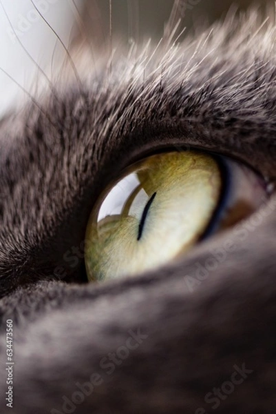 Fototapeta la mirada