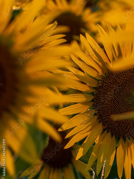 Obraz ひまわりのある風景