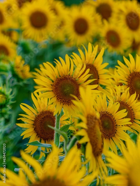 Obraz ひまわりのある風景