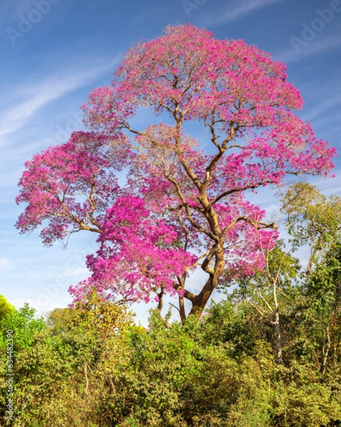 Obraz Ipe Tree, Pantanal, Brazil