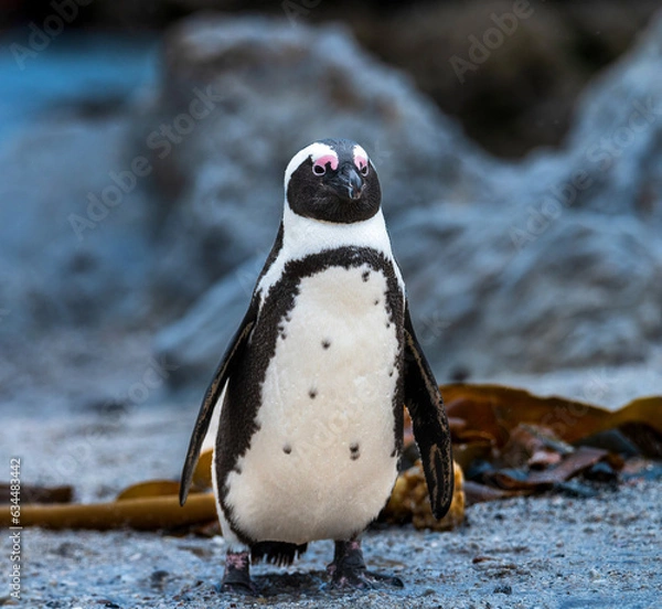 Obraz penguin on the beach