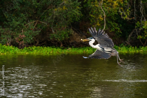 Obraz Cocoi heron flying  in the Pantanal, Brazil