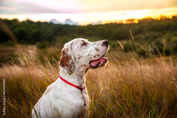 Obraz Portrait of a young beautiful dog of the English Setter breed in the rays of the evening sun against the background of a meadow and the evening sky. Hunting dogs.