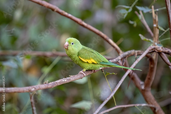 Fototapeta Yellow chevroned Parakeet