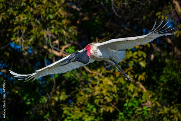 Obraz jabiru in flight