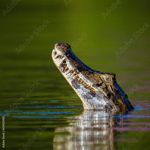 Obraz Caiman, Pantanal, Brazil
