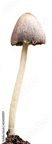 Obraz Mushroom closeup on transparent background.