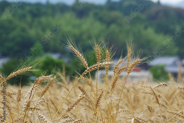 Fototapeta 収穫期を迎えた日本の小麦