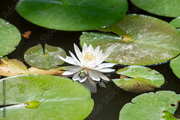 Obraz Lotus and Flog