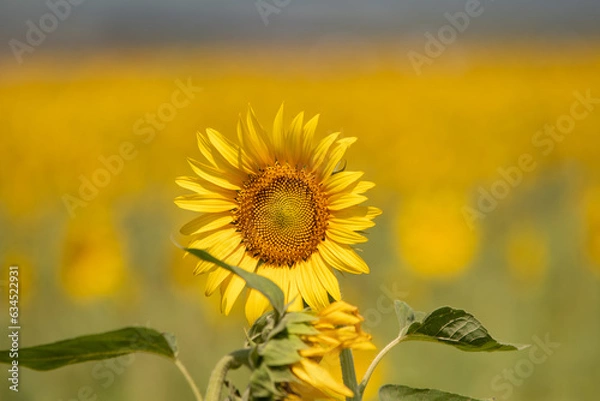 Obraz sunflower