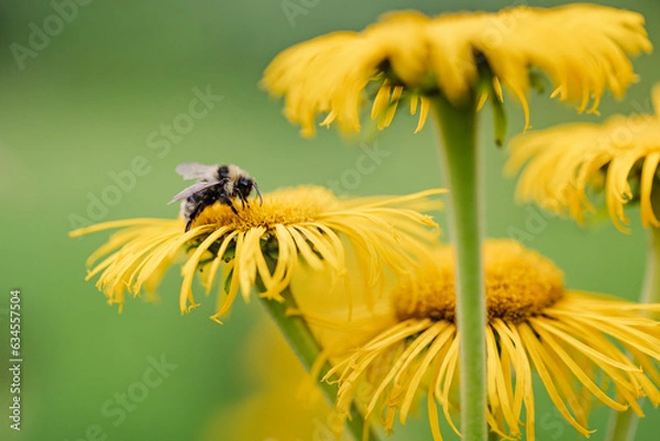 Obraz Bee on yellow flower