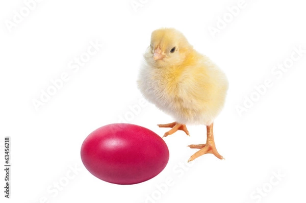 Obraz Cute baby chicken - easter background