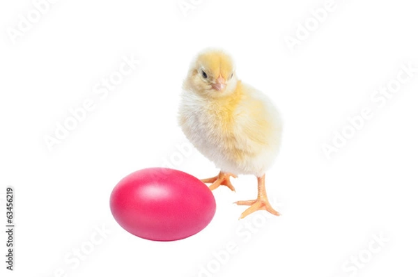 Obraz Cute baby chicken - easter background