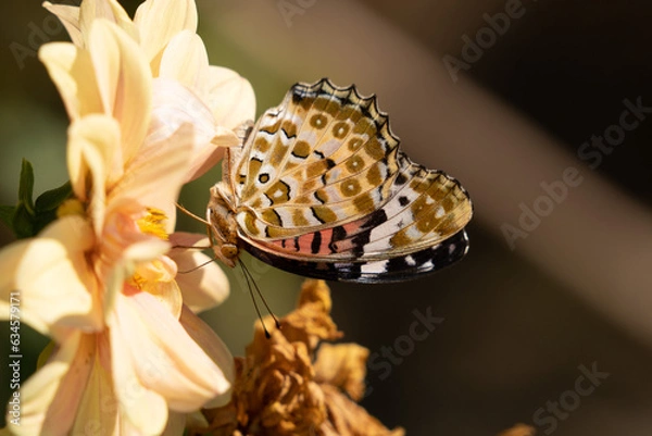 Fototapeta ツマグロヒョウモン