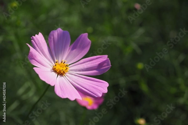 Obraz 秋桜, Cosmos