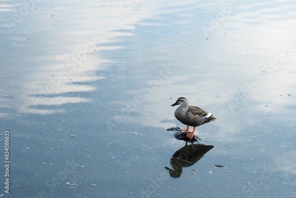 Obraz 池の水面から出た石に乗って佇むカルガモ, Spotbill Duck
