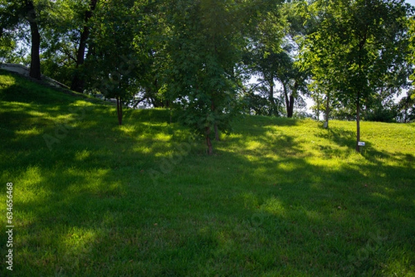 Fototapeta Green smooth lawn and trees in the park in summer