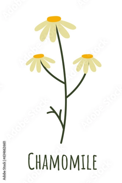 Fototapeta Chamomile isolated on white background. Medicinal plant for sleep and relaxation. Natural remedy and food spice. Herb symbol isolated on white background.