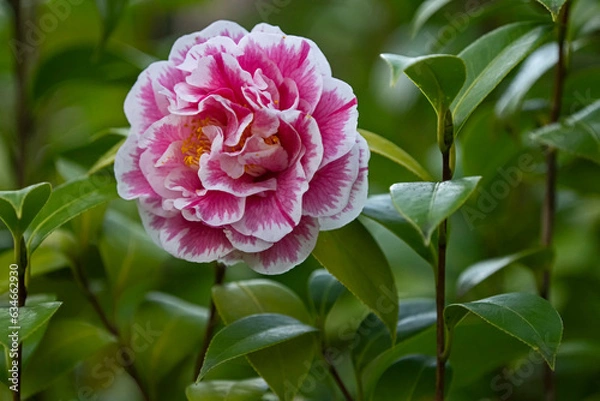 Obraz pink and white camellia flower