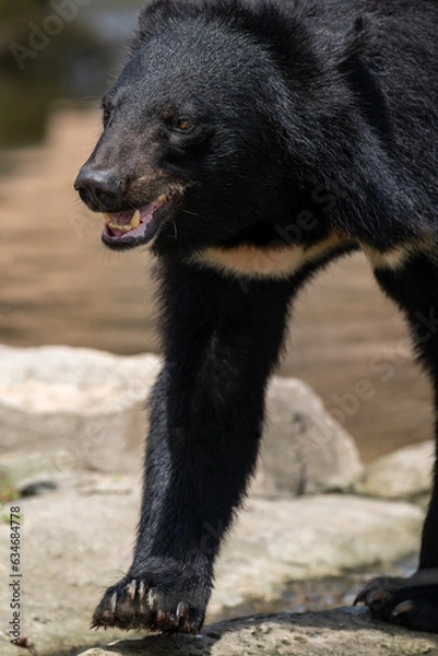 Obraz close up of a walking black bear