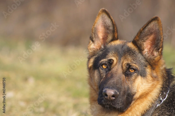Obraz Shepherd dog