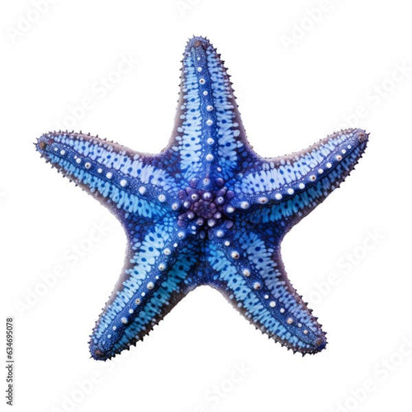 Fototapeta A blue starfish isolated on a transparent background