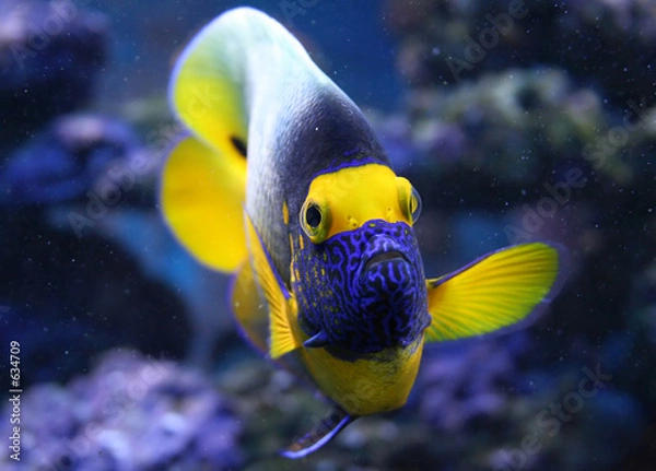 Obraz ryby akwariowe