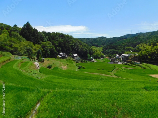Fototapeta 夏の田園風景 棚田と集落(大阪府茨木市大字長谷で2023年8月撮影)