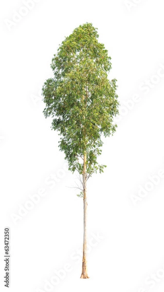 Fototapeta Eucalyptus tree isolated on white background