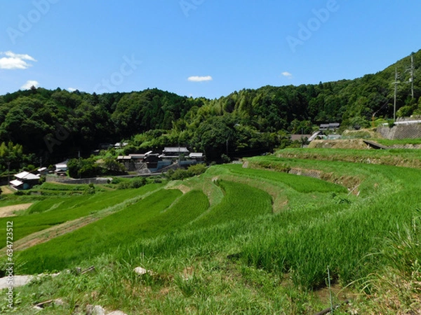 Fototapeta 夏の田園風景 棚田と集落(大阪府茨木市大字長谷で2023年8月撮影)